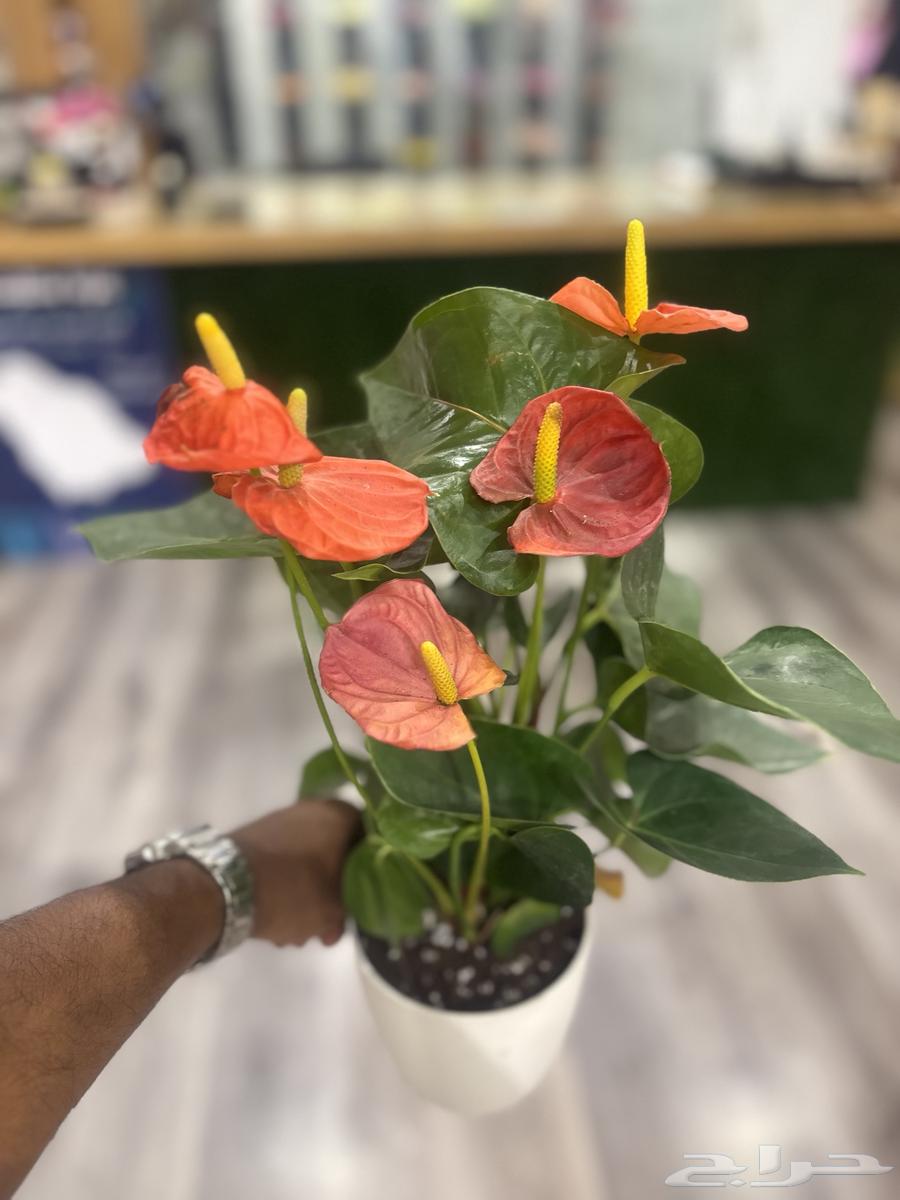 مندوب توصيل مكه64327103413251111