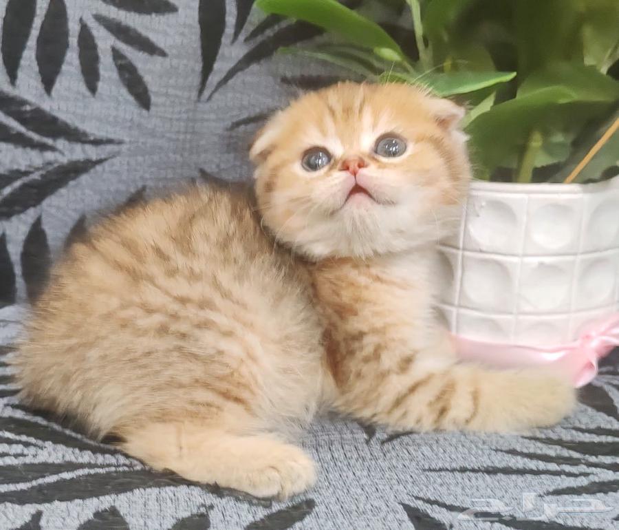 اوتيل قطط عناية علاج.64345403355779111