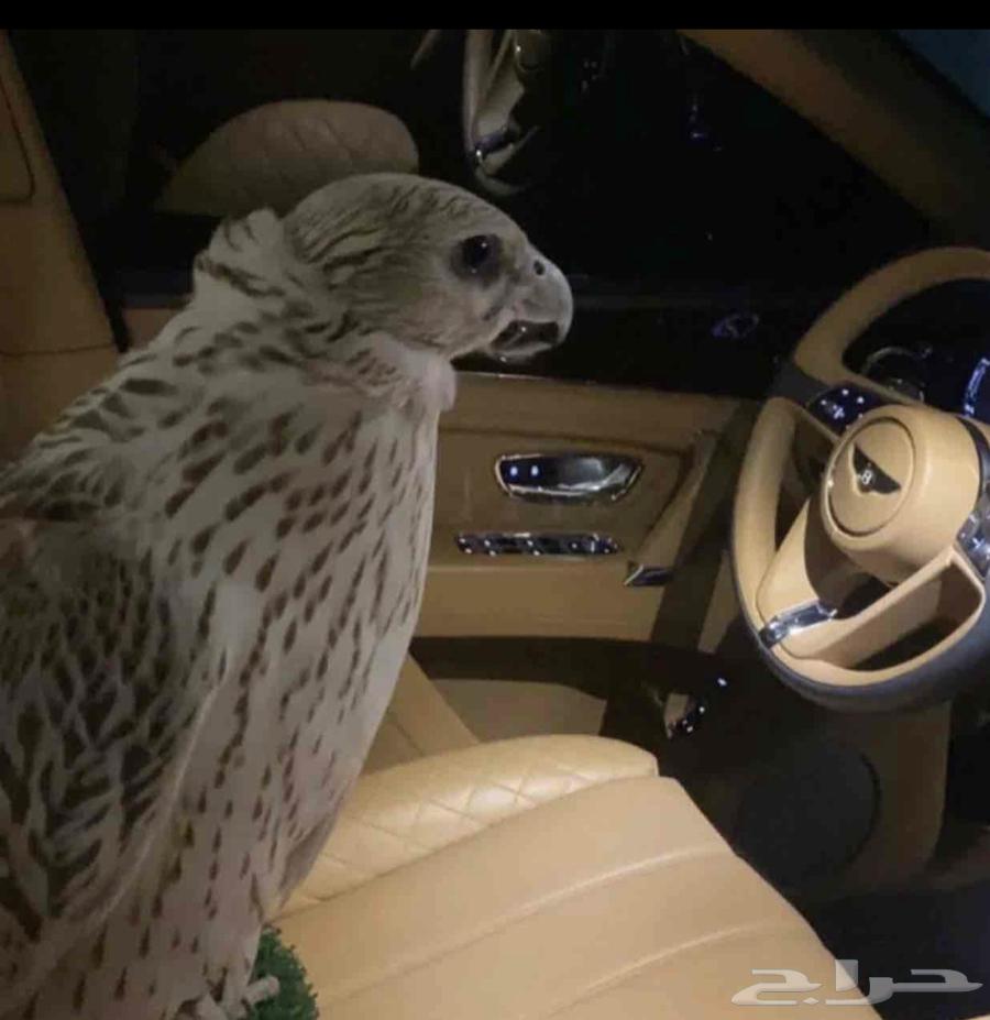 صقور وعازف ربابة والعاب شعبية وفرق نجدية64345492897666113