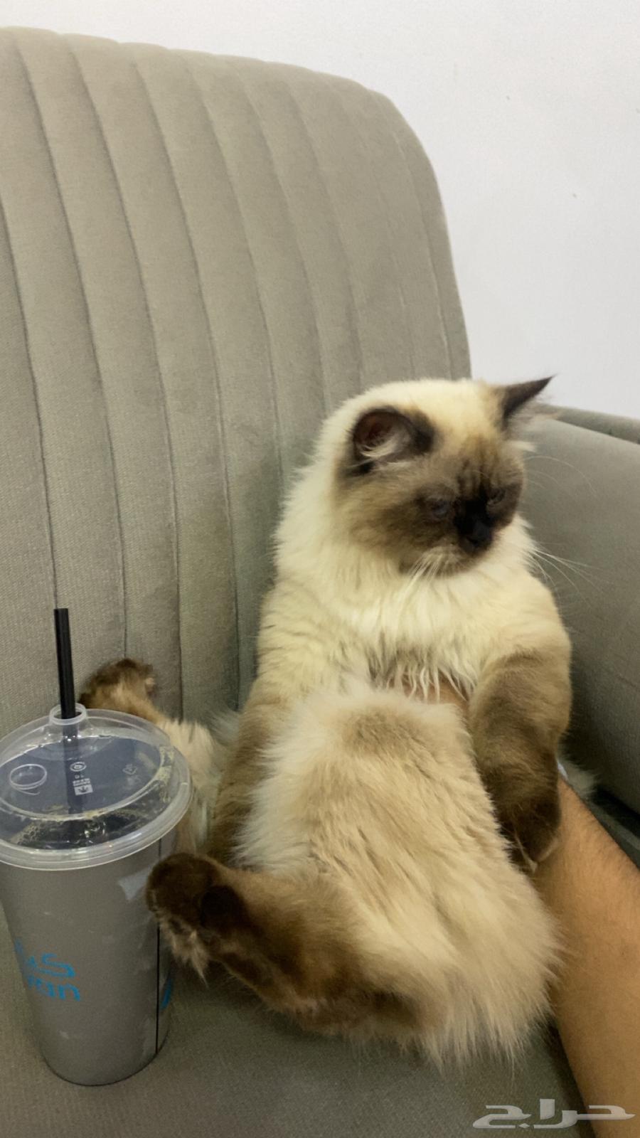 قطه مفقوده الي يحصلها يتواصل معي ضروري ضروريي ب حي شراف64338837424641113