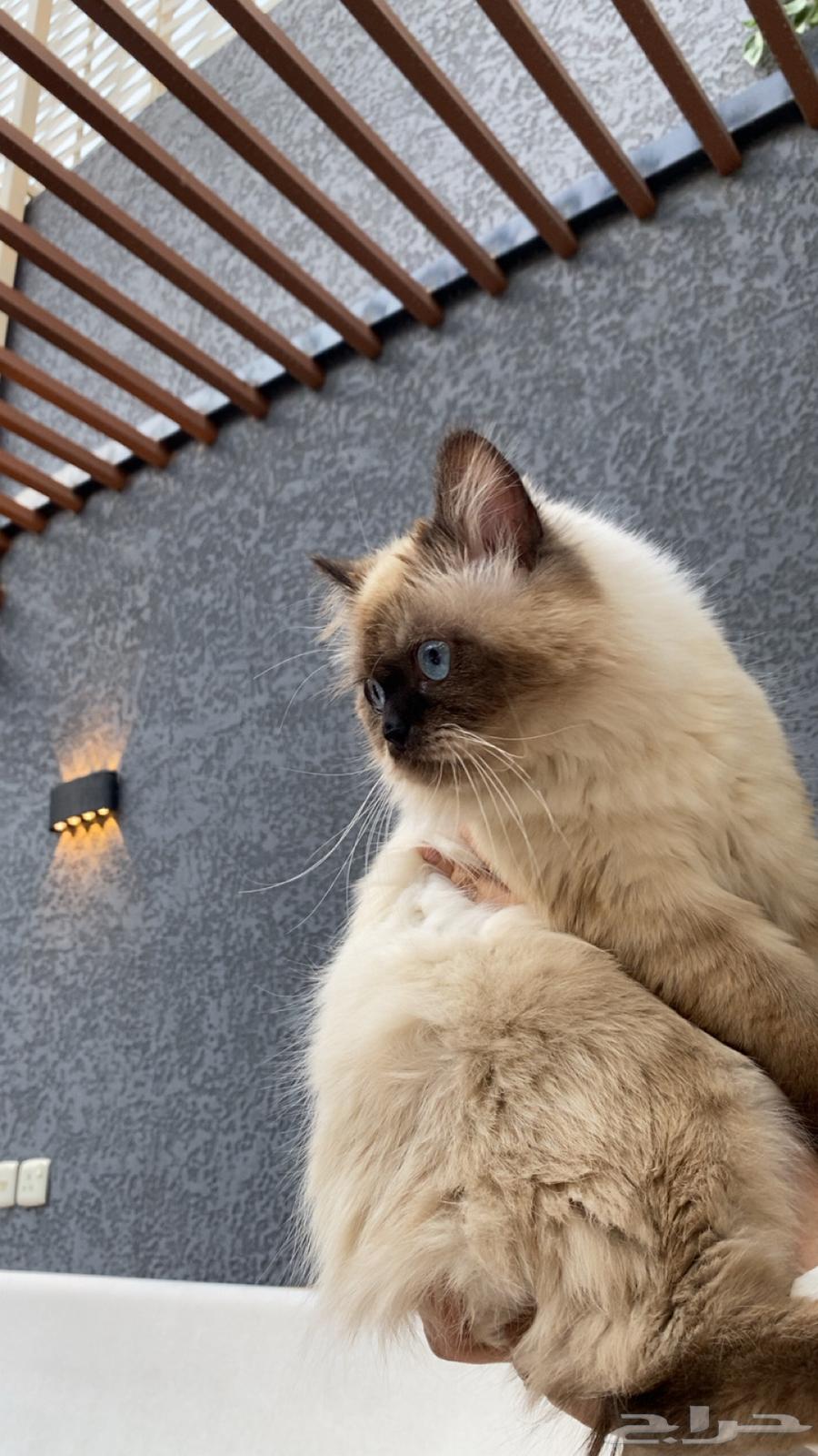 قطه مفقوده الي يحصلها يتواصل معي ضروري ضروريي ب حي شراف64338837424641110