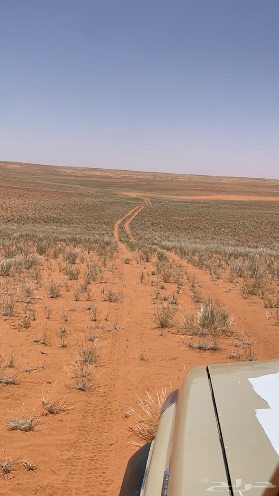 مطلوب دقيش من حايل لرياض فالحرس الوطني ارغب في حايل64345828784385110