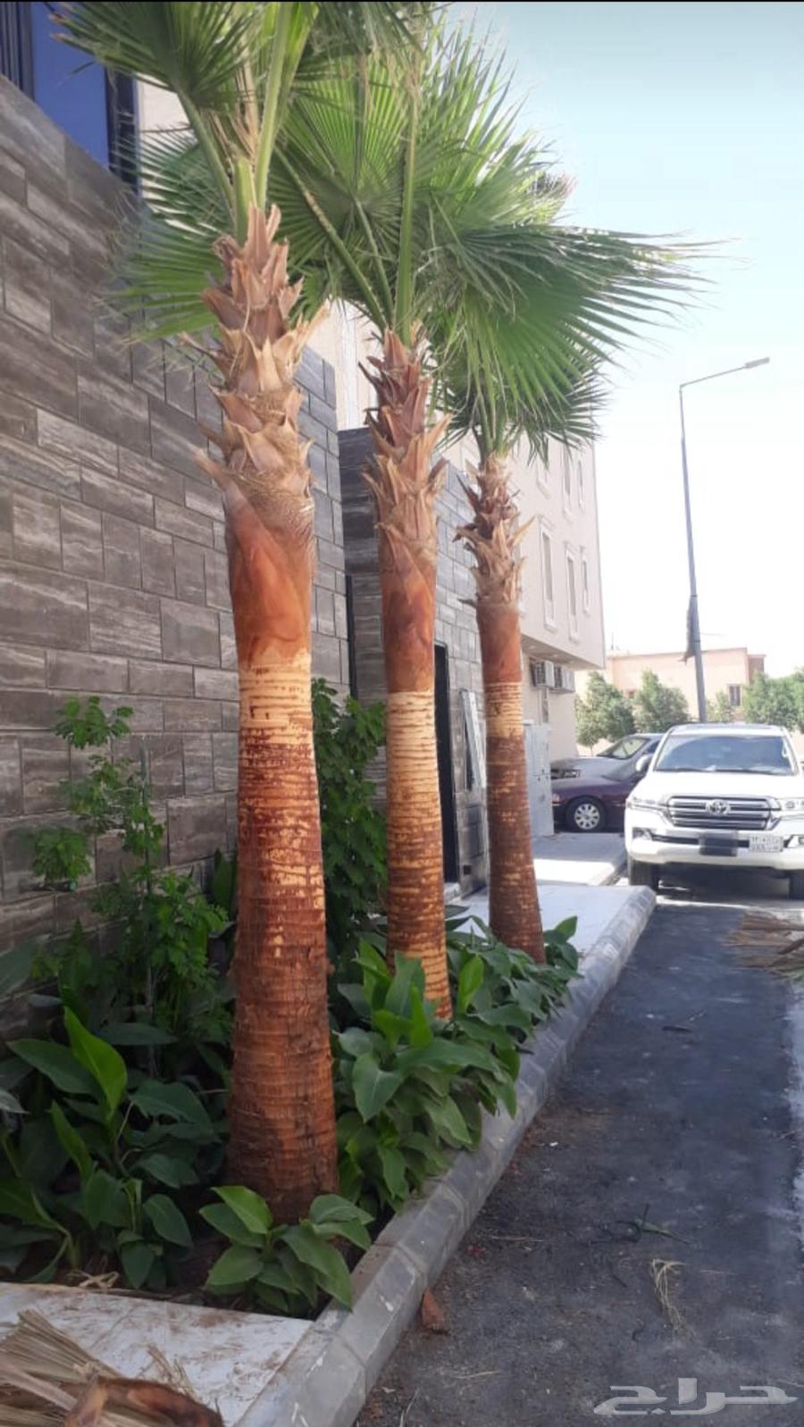 نخل واشنطن زينة64345778019586113