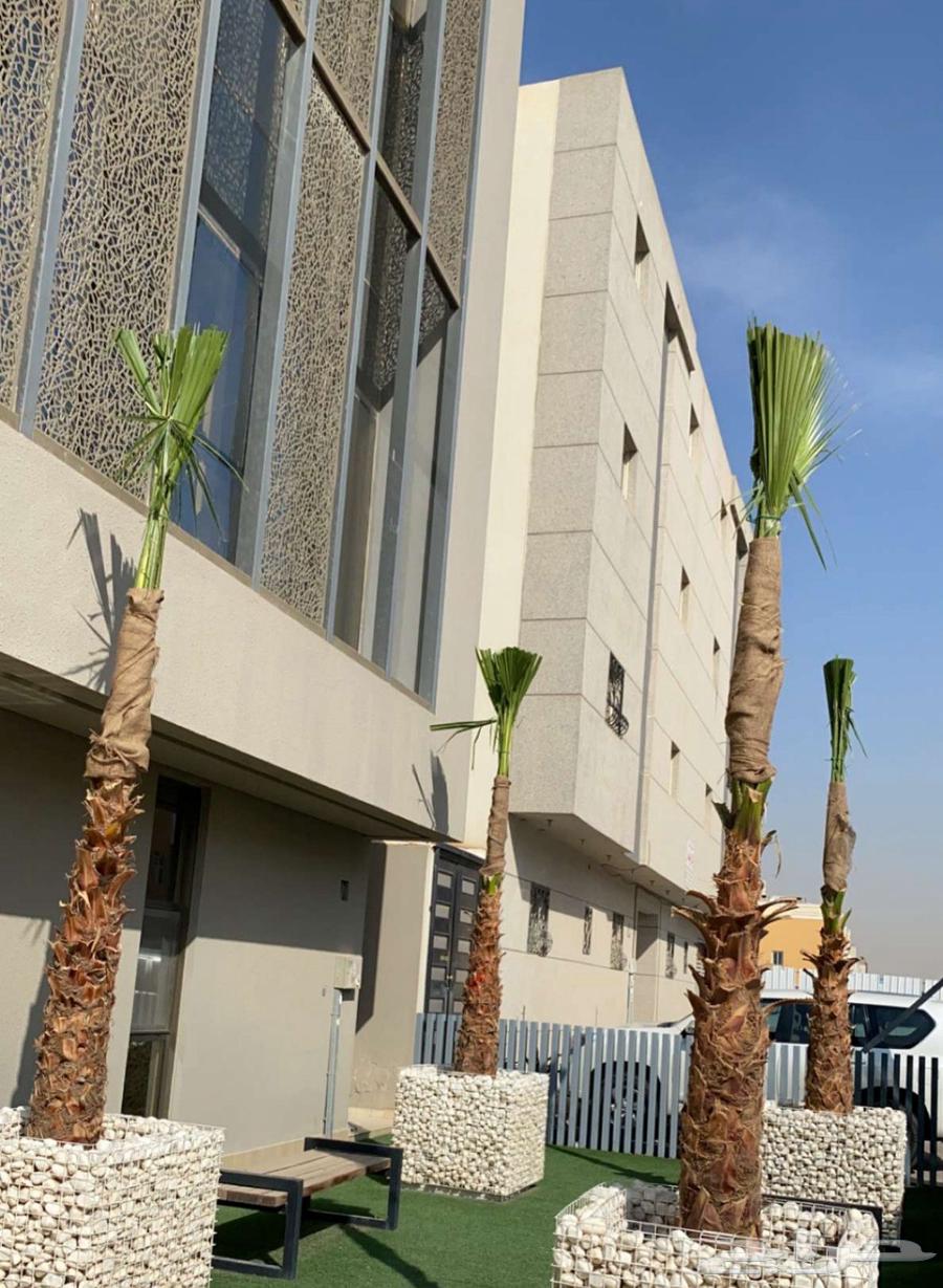 نخل واشنطن زينة64345778019586111