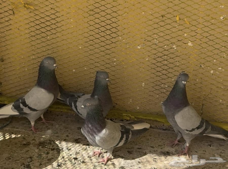 نوادر القطيفي القلاب64360024461187110