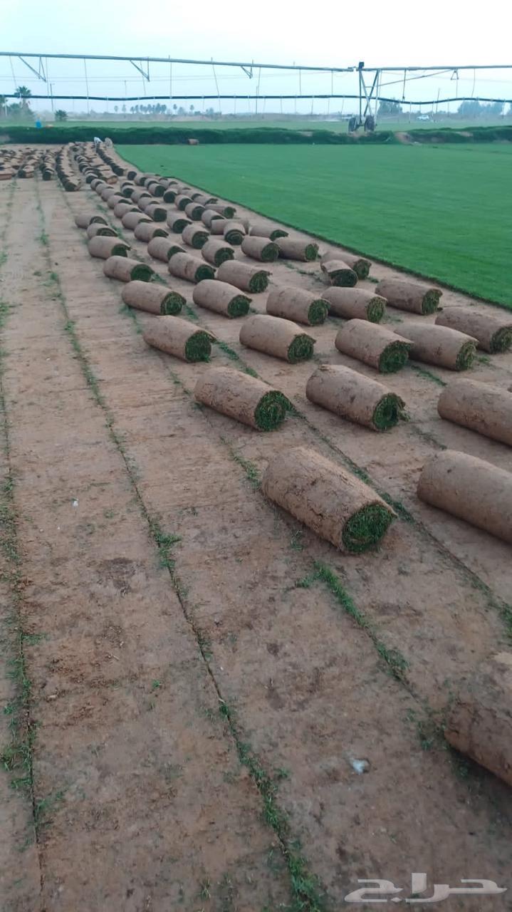 Natural grass for sale with delivery and installation in all areas of the kingdom64338803837699113