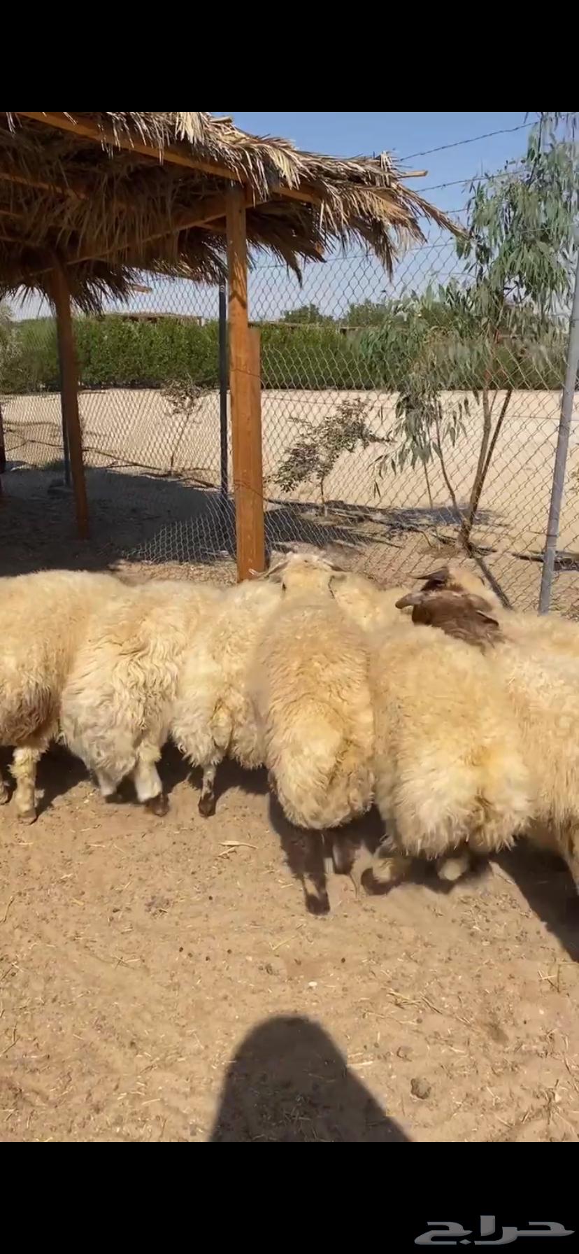 Luxurious delicacies for occasions and refrigerators, something delightful64338803672963111