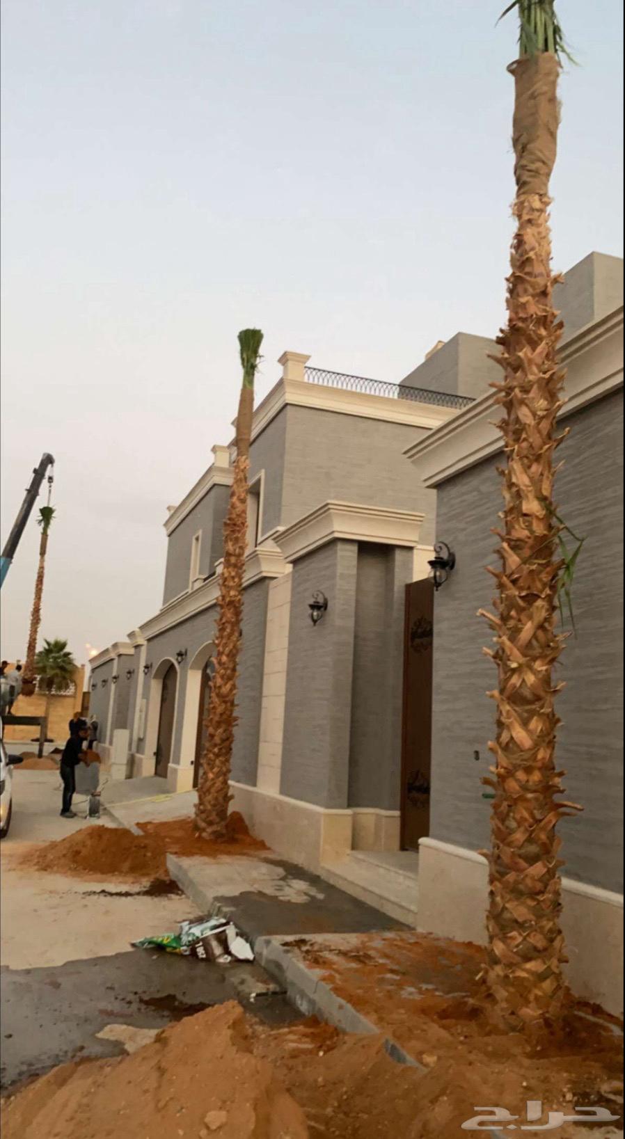 نخل واشنطن زينة64345778019586110