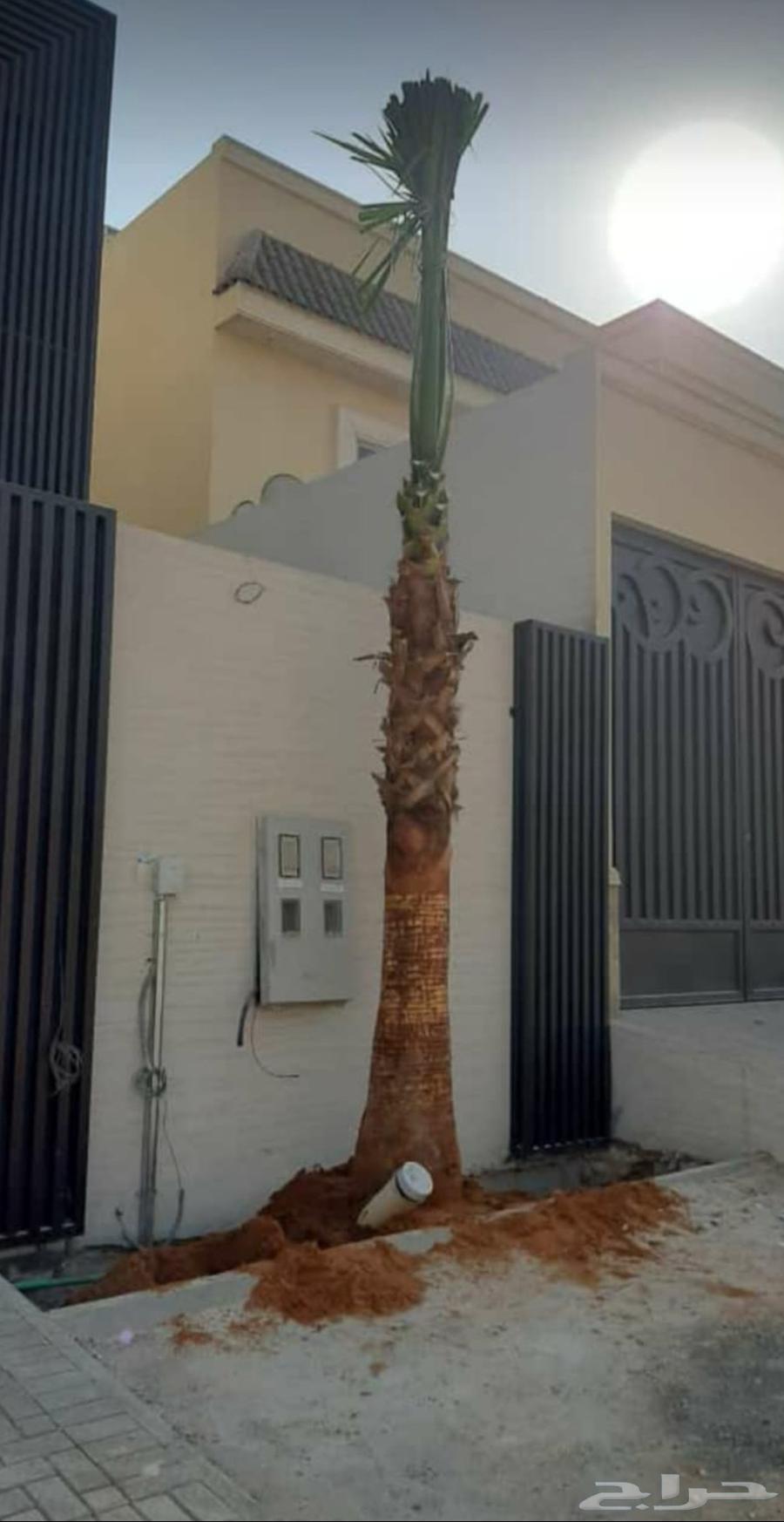 نخل واشنطن زينة64345778019586112