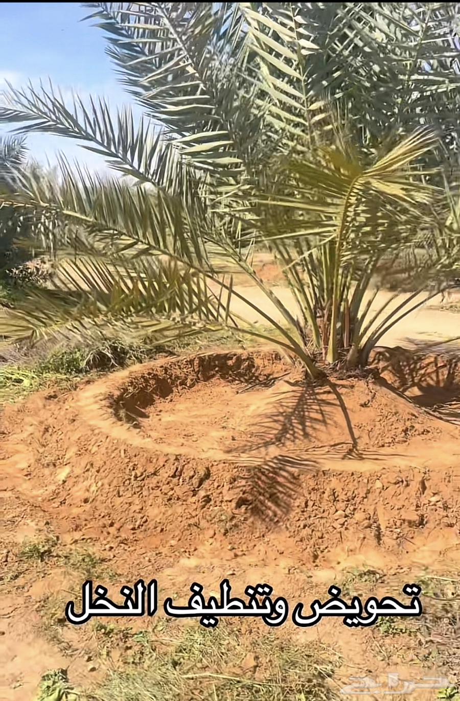 Date palm transplantation and propagation services available throughout the Kingdom64354907691650110