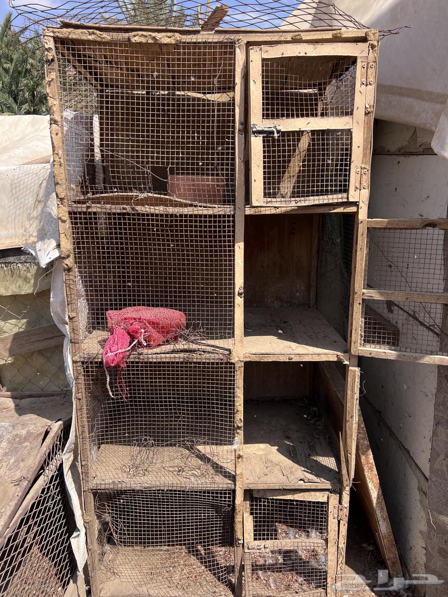 شبوك بقلاوه64350041234051113