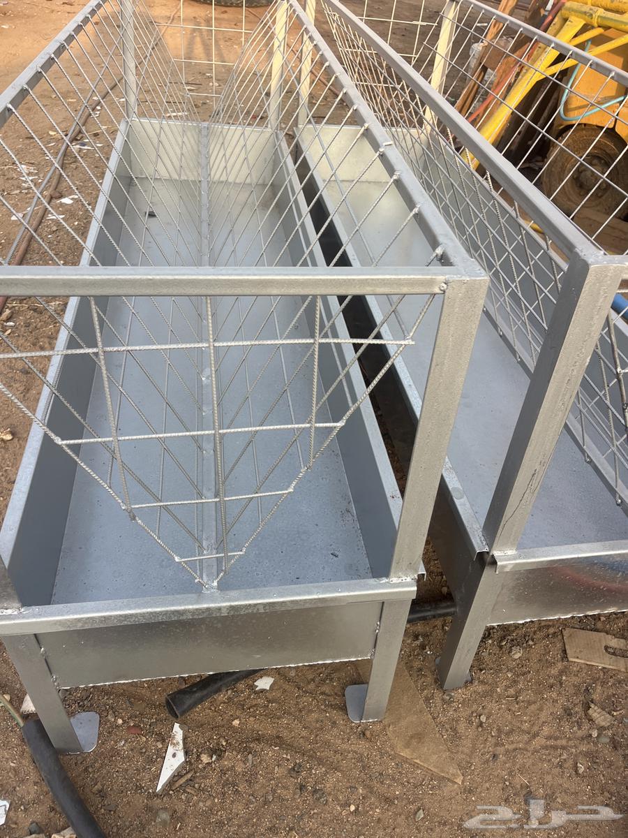 Sheep pens, sessions, and lambs with sheep64350023966723110