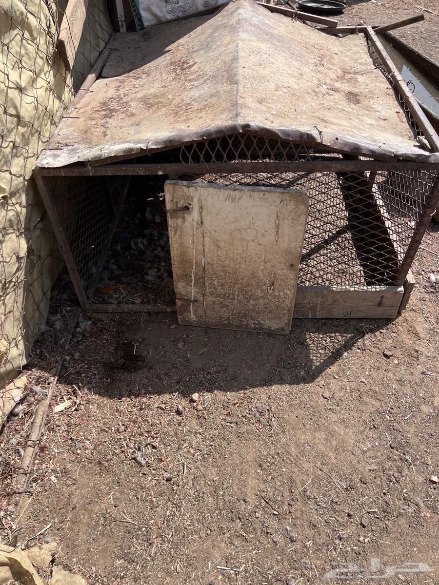 شبوك بقلاوه64350041234051111