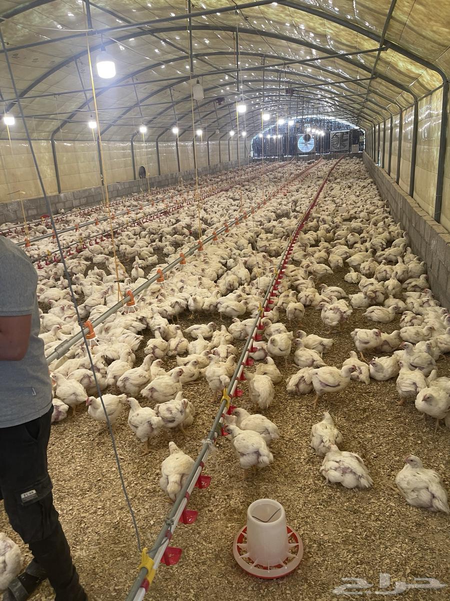 مزرعه دواجن مطلوبه64349835227394110