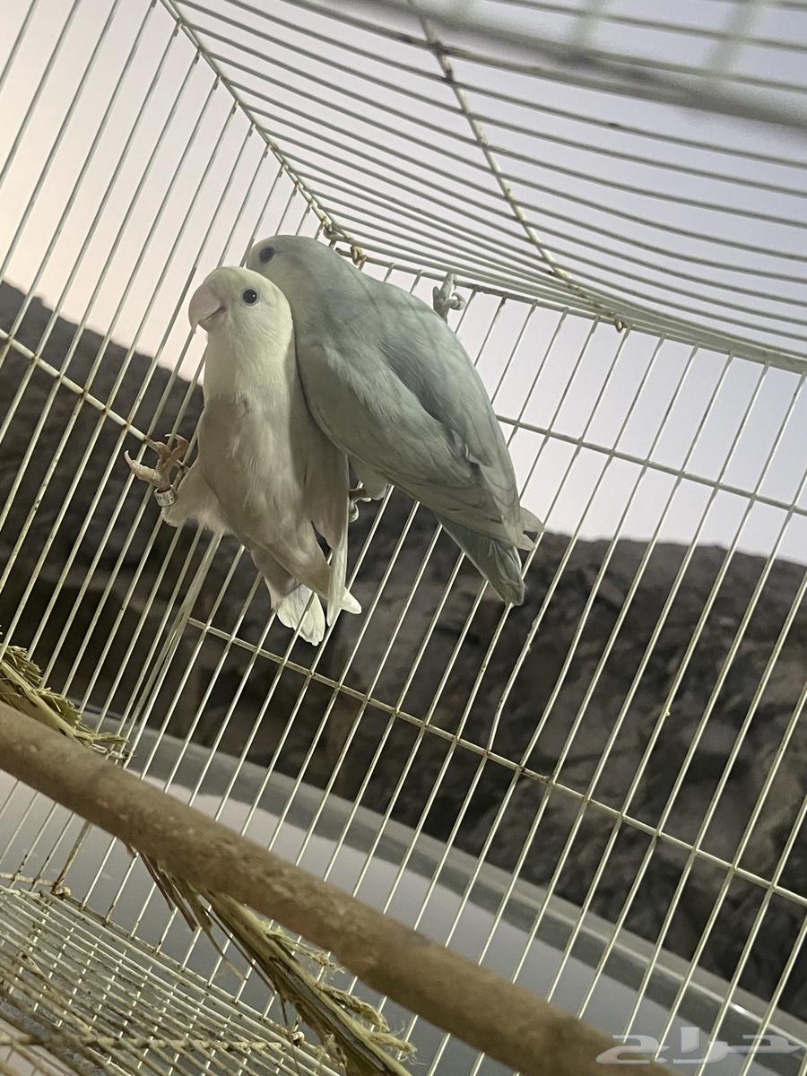 مطلوب اجواز روز منتجه جمله64354974663553110