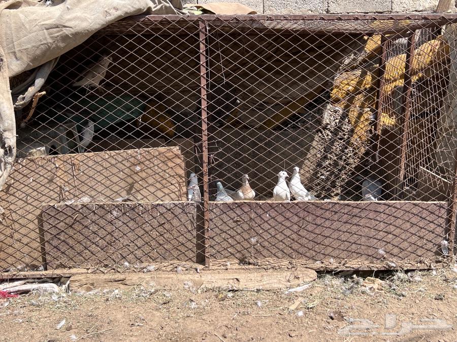 شبوك بقلاوه64350041234051114