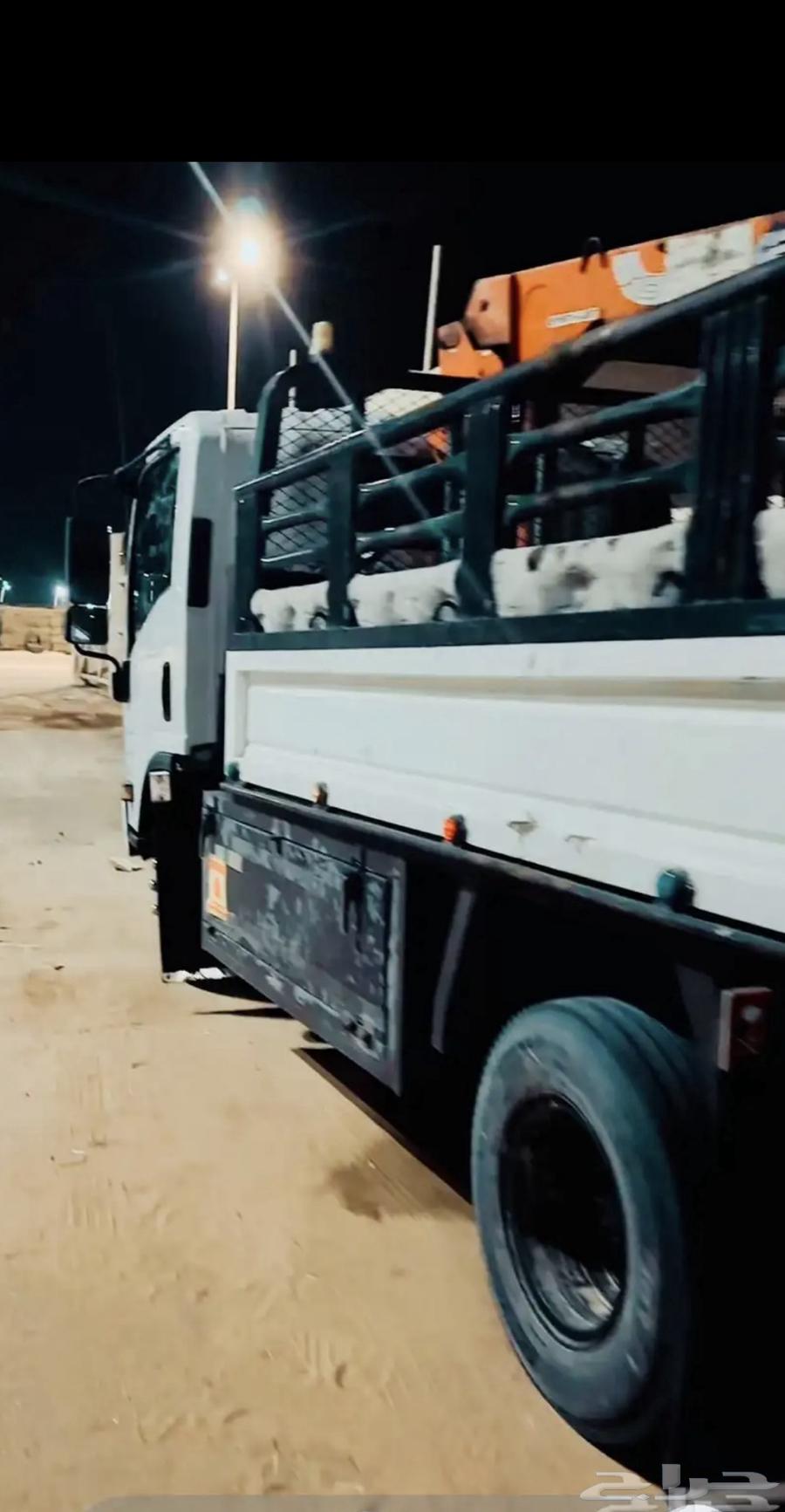 دينا ونش مشاوير ابل القصيم المزنب روضة الحسو64354908247425110