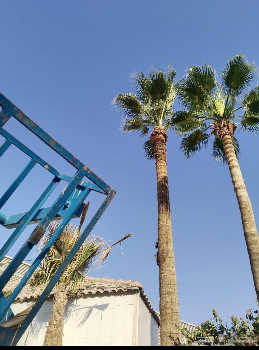 Trimming, cleaning, pruning of Arabian and Washingtonia palm trees, and soil replacement64260123035907112