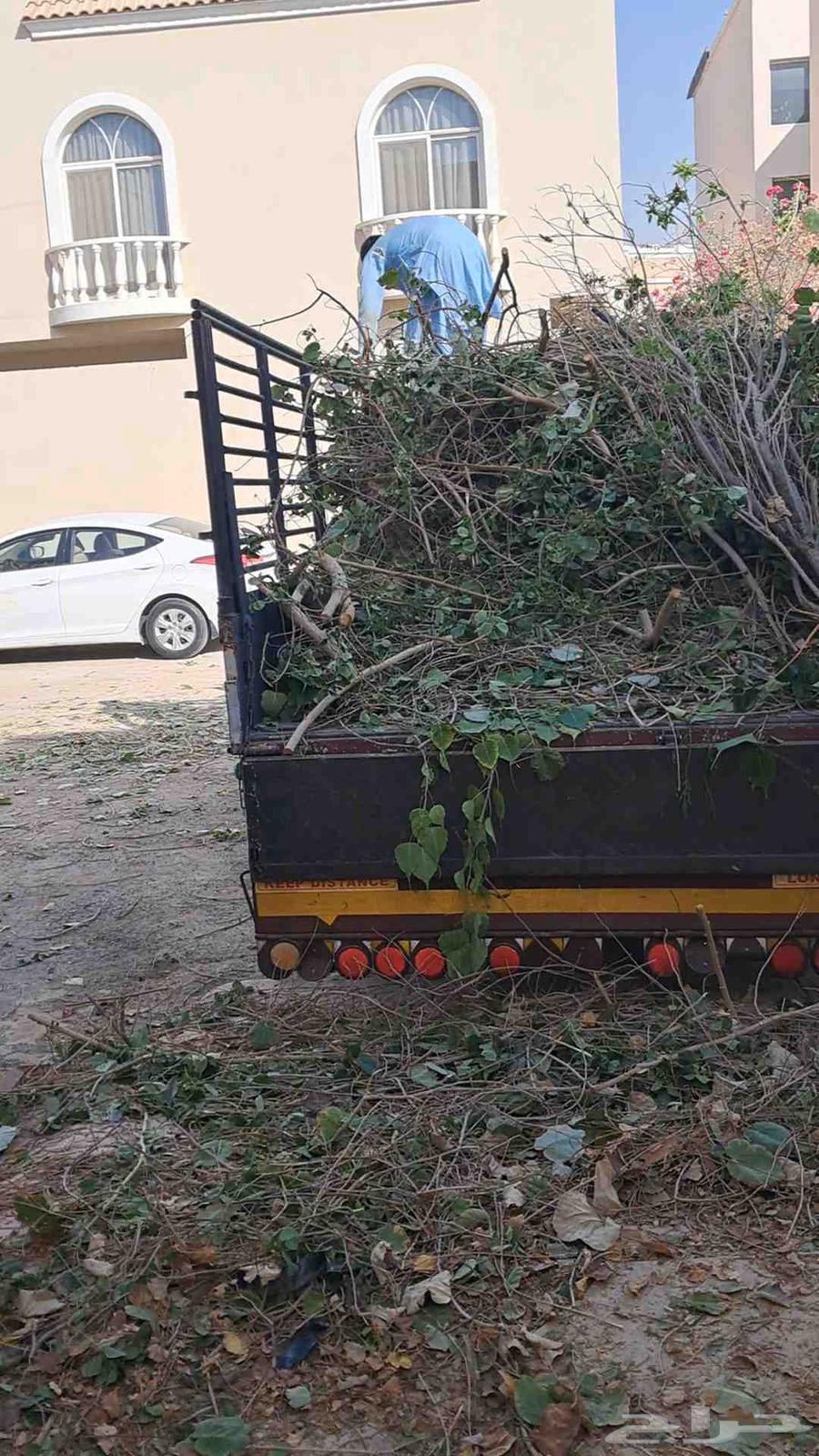 قشع نخل غرس نخل قص شجر تقطيع شجر أزاله شجر رافعه نخل تنظيف ن64264684005249113