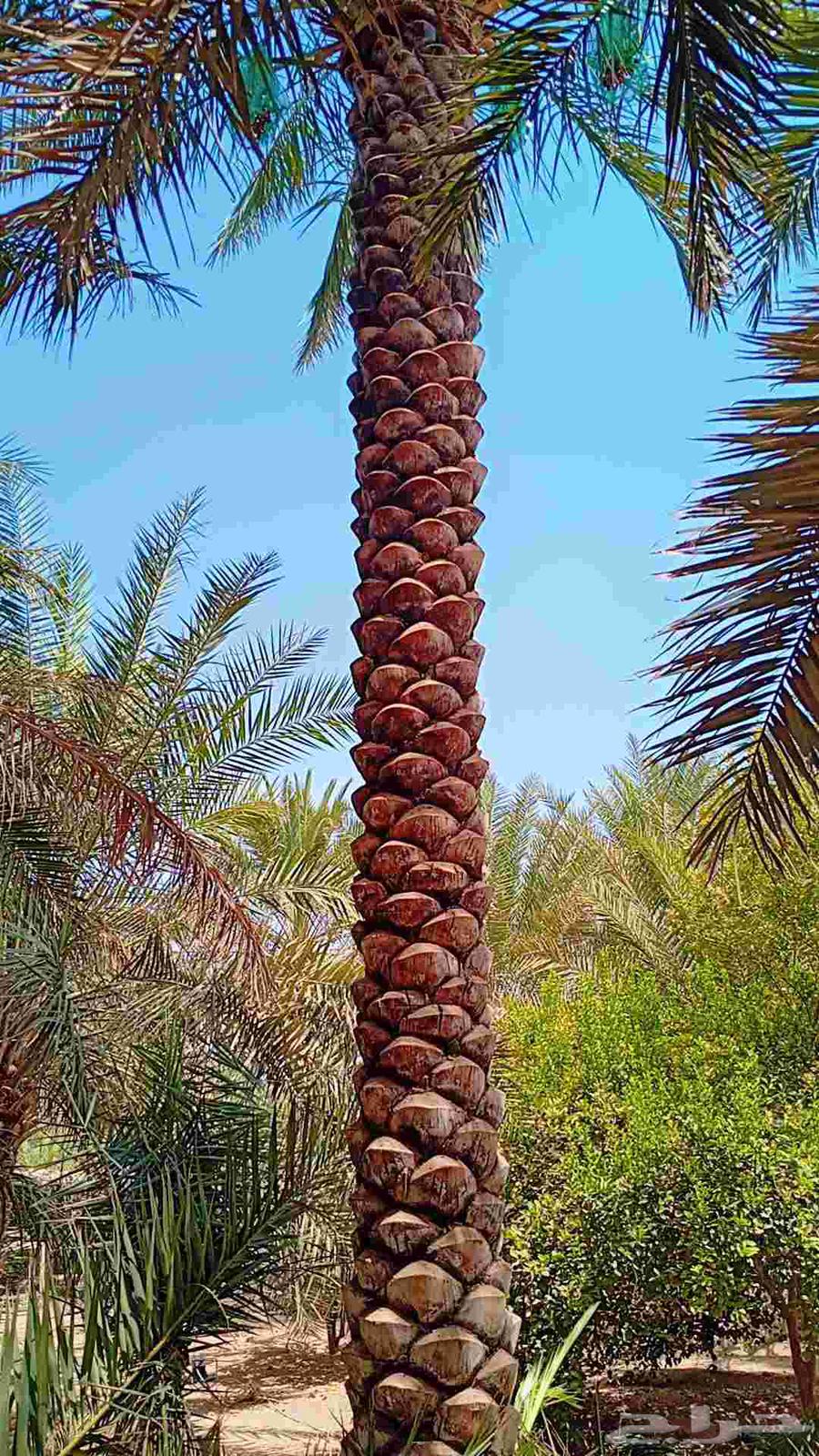 Supply and installation of all types of Washington and Arabic palm trees and all palm tree maintenance64264867843201114