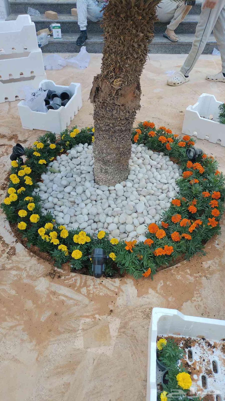 تنسيق الحدائق تركيب العشب الطبيعي64264365128321114