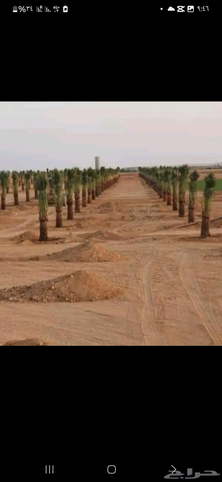 مقاول شبوك ونخيل64264522117890114