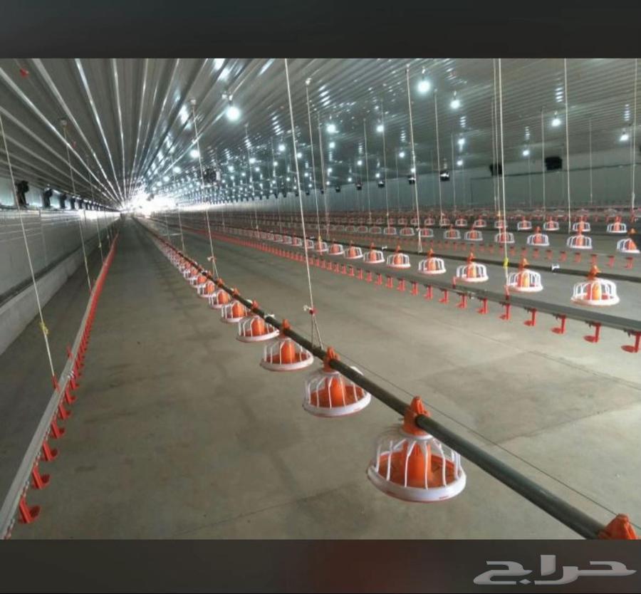 توريد وتركيب شبوك حضائر توريدوتركيب مزارع دجاج64259889376643114