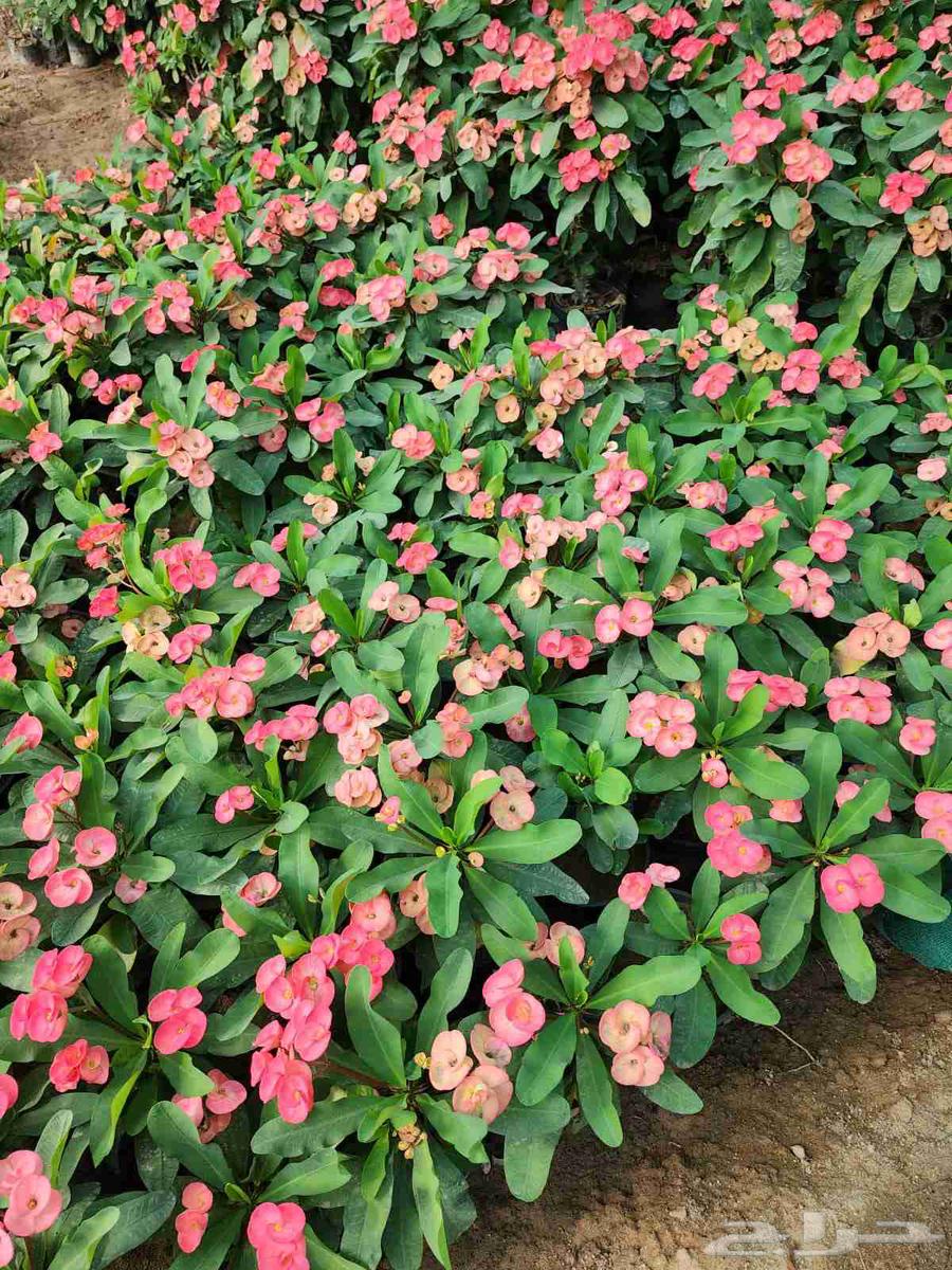 Natural Tree and Natural Rose Landscape Designer64264685804546113