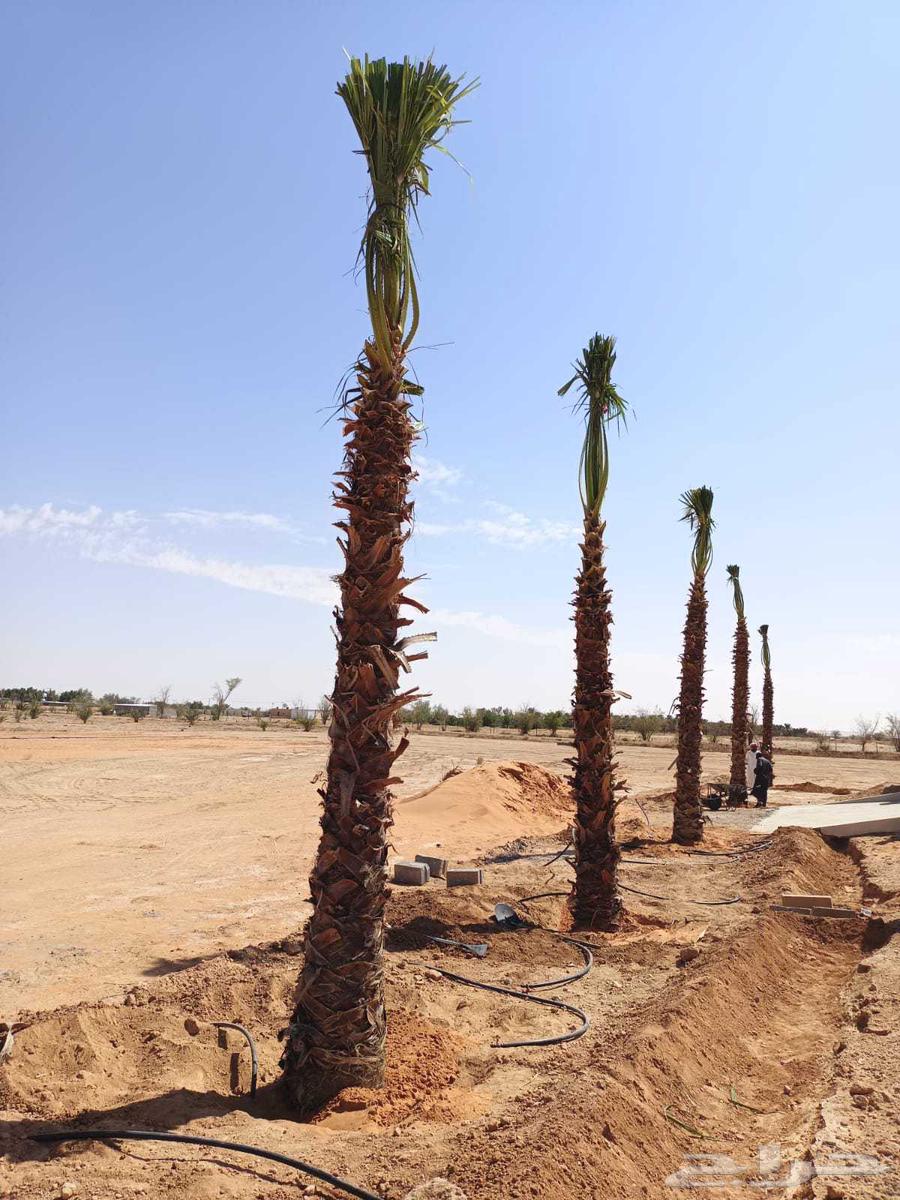 نخل واشنطني64263795307777111