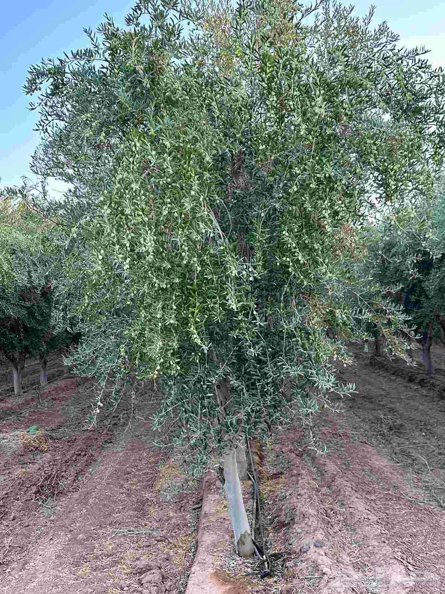موجود اشجار زيتون مثمره من 3الي 5 بوصه 80ريال علي التريلا64263795541889111