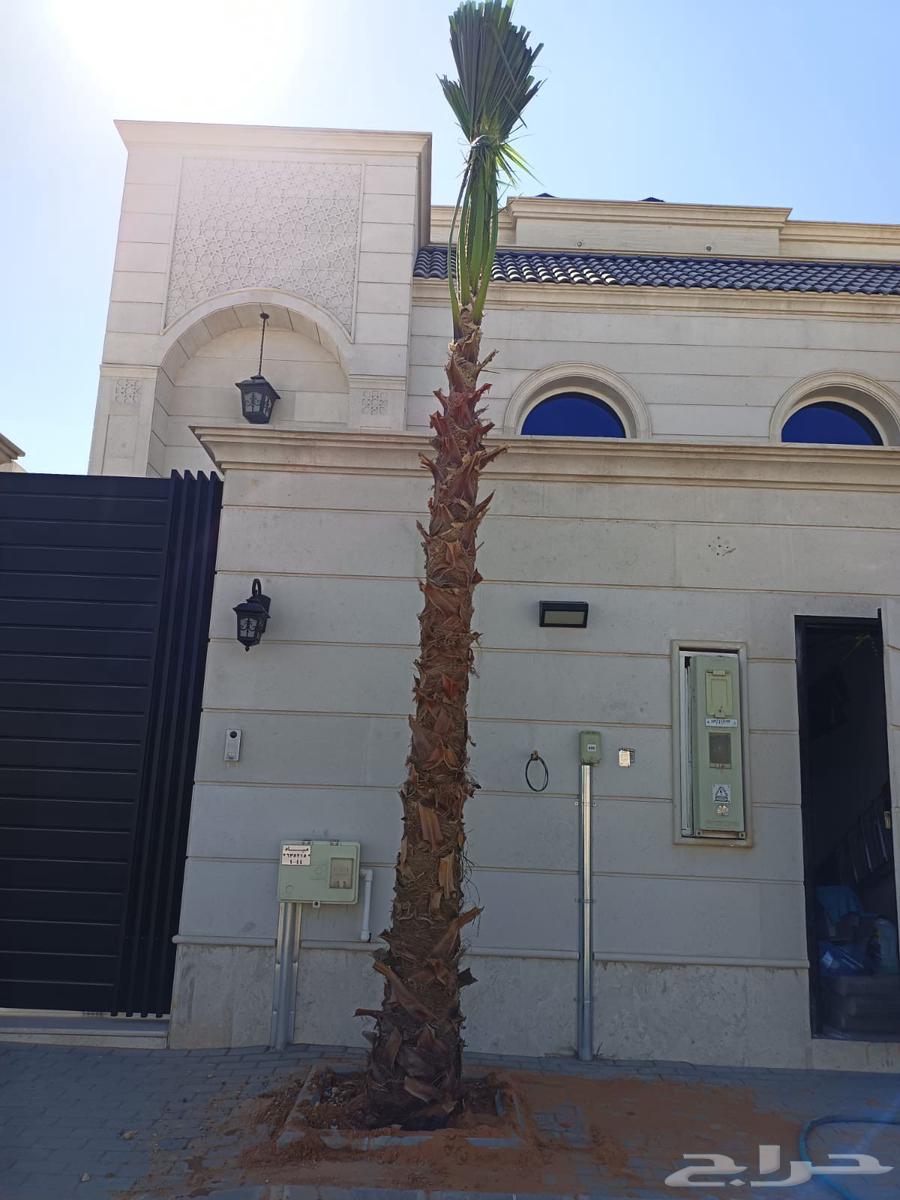 نخل واشنطني64263795307777112