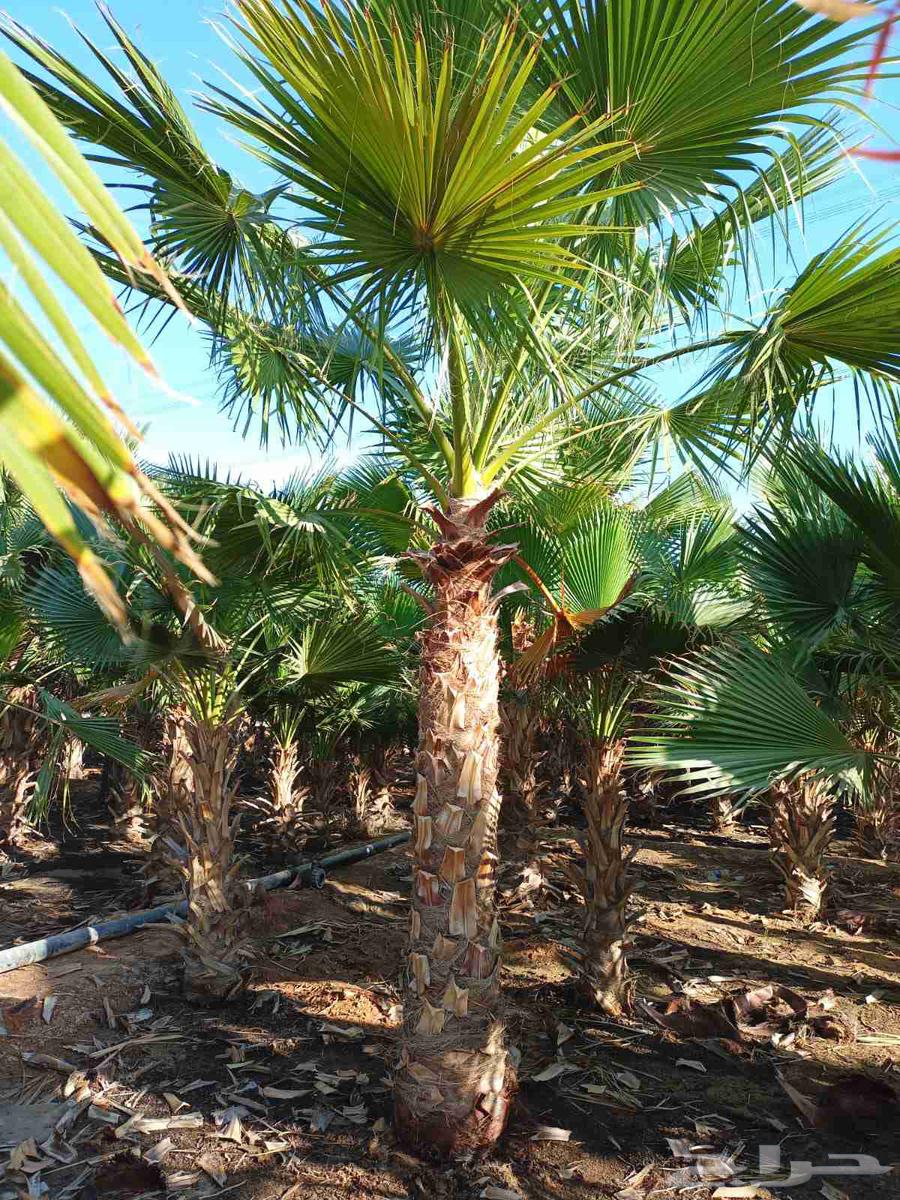 نخل واشنطني64263795307777113