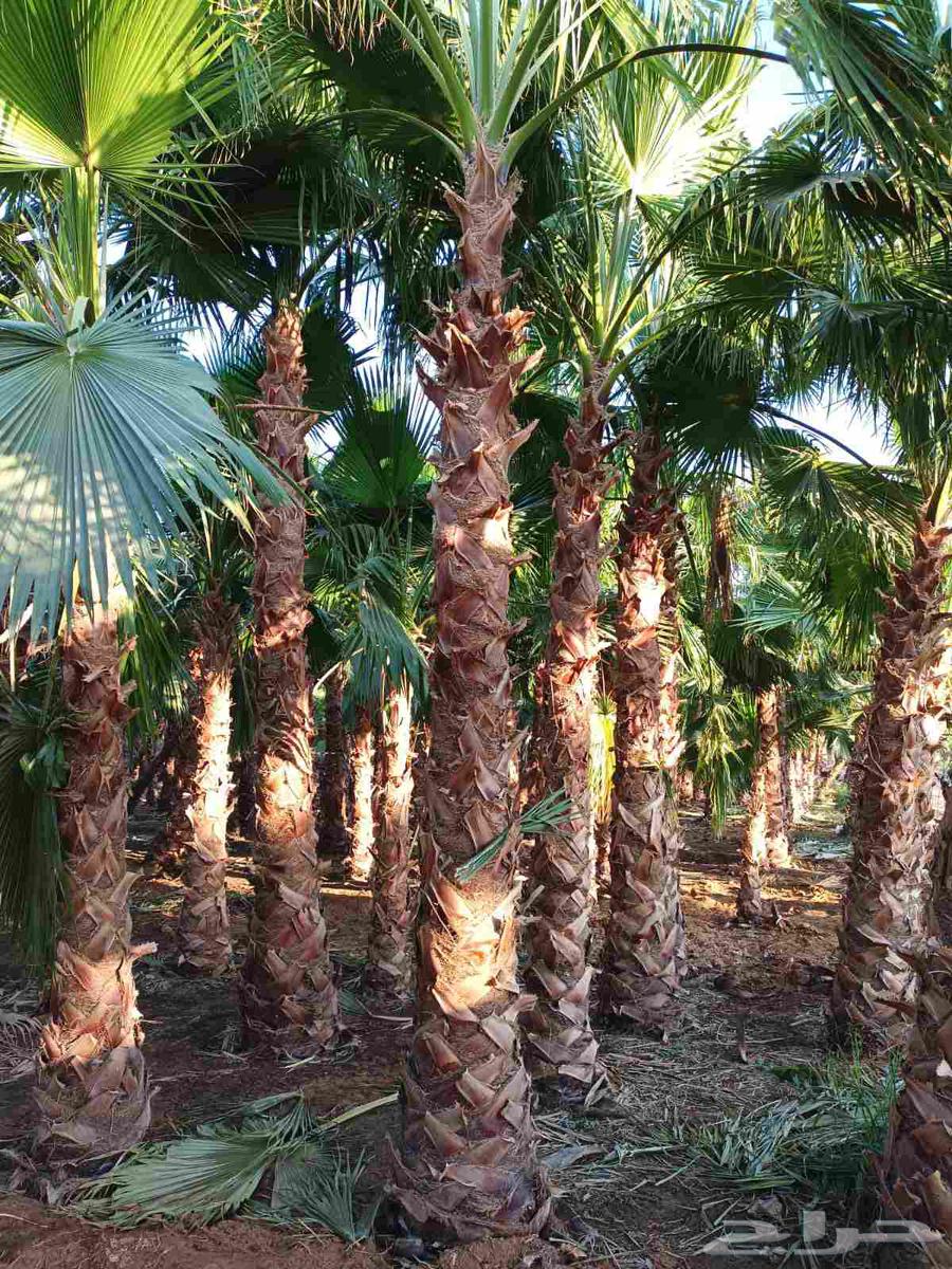 نخل واشنطني64263795307777114