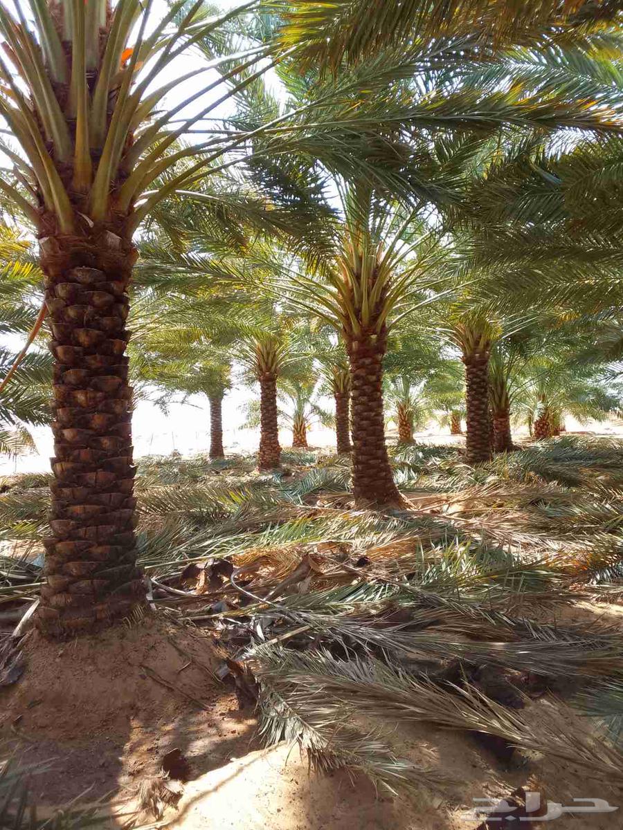 نعمل في نظافة وتكريب نخل بأنواعه ونظافة المزارع وتوريد نخل64504545181058112