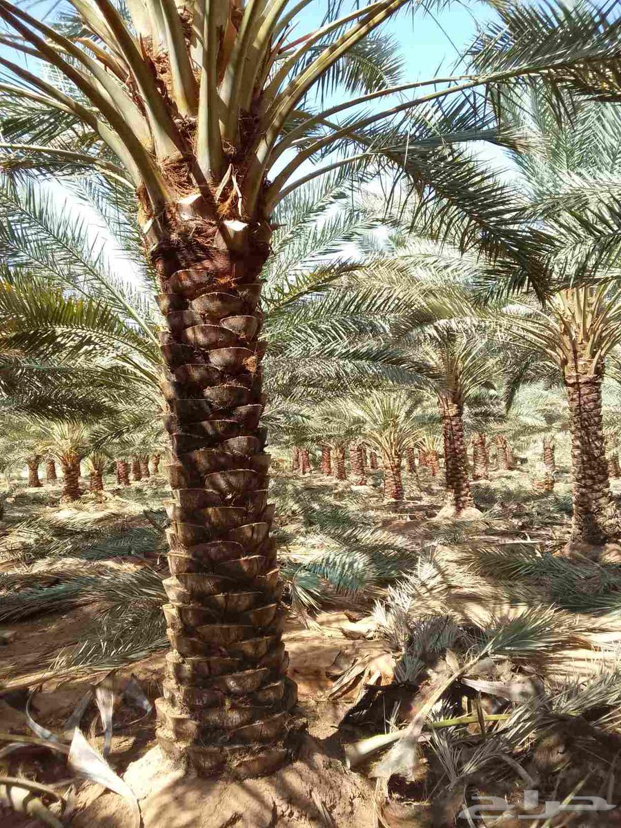نعمل في نظافة وتكريب نخل بأنواعه ونظافة المزارع وتوريد نخل64504545181058111