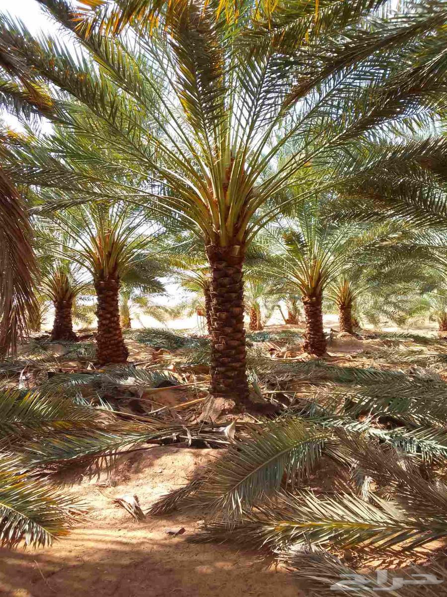 نعمل في نظافة وتكريب نخل بأنواعه ونظافة المزارع وتوريد نخل64504545181058110
