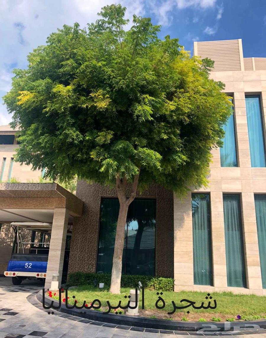 مشتل ابناء الصعيد64260306314370111