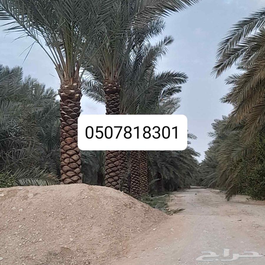 توكنا ع الله64264365896323114