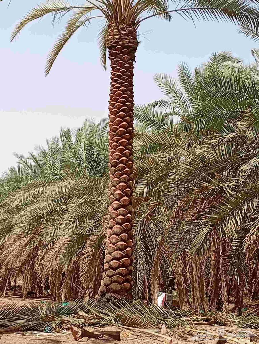 Supply and installation of all types of Washington and Arabic palm trees and all palm tree maintenance64264867843201113