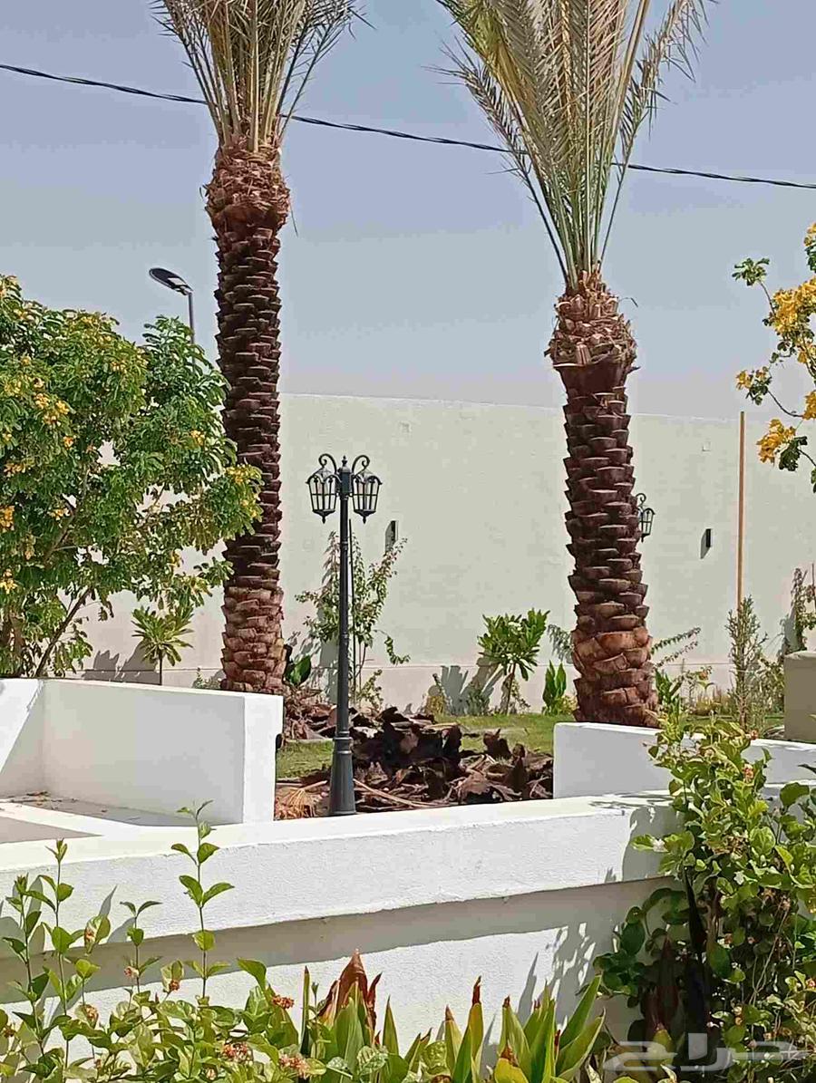 Supply and installation of all types of Washington and Arabic palm trees and all palm tree maintenance64264867843201111