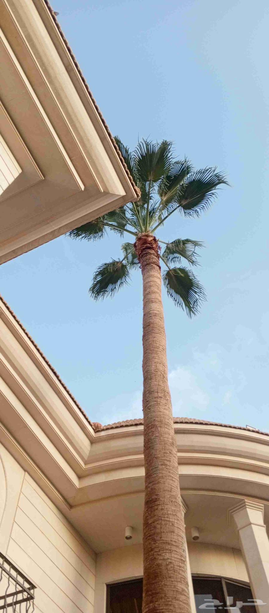 Trimming, cleaning, pruning of Arabian and Washingtonia palm trees, and soil replacement64260123035907111