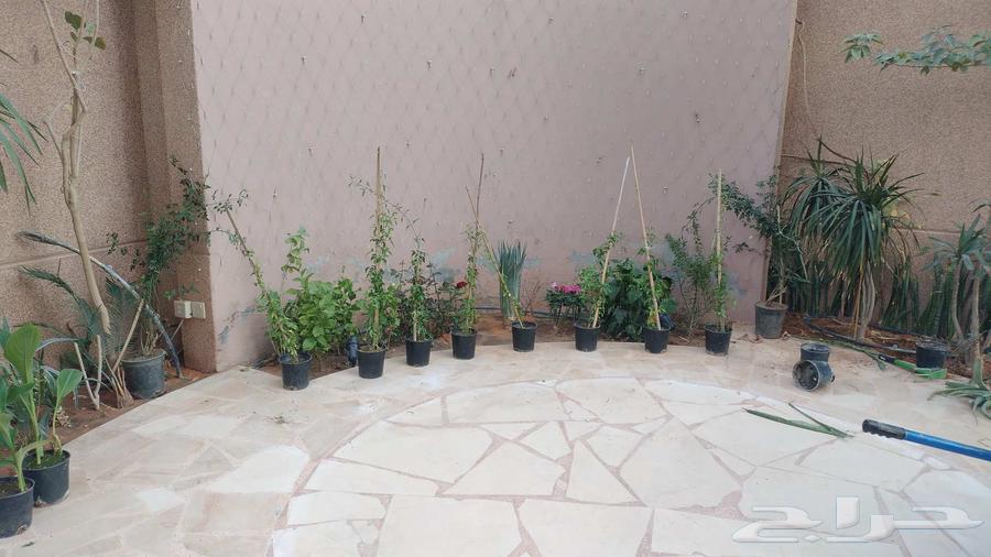 تنسيق الحدائق تركيب العشب الطبيعي64264365128321113