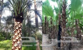 تقليم النخل تقليم الأشجار64263606277763111