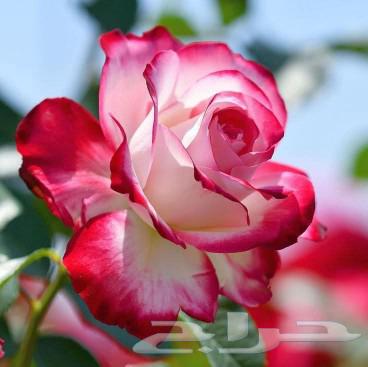 أجمل النباتات والأشجار64264181328771114