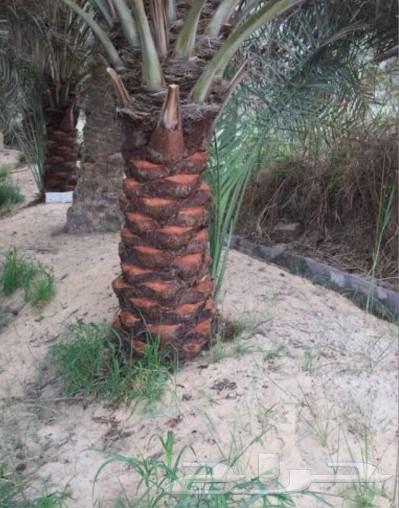 يوجد لدينا عمال تحيض وتكريب وقلع فسايل64264366333953112