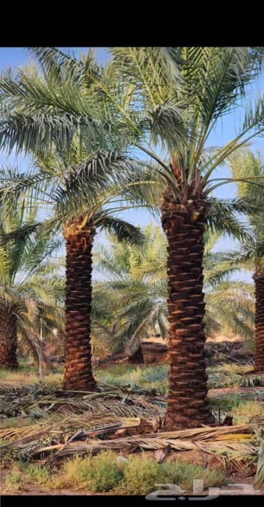 يوجد لدينا عمال تحيض وتكريب وقلع فسايل64264366333953111