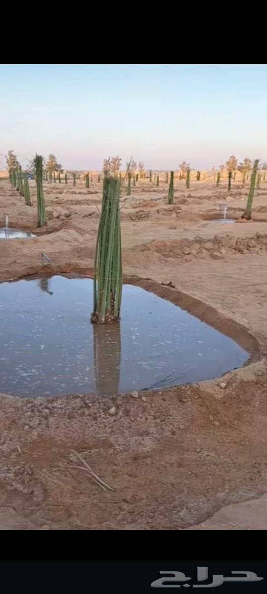 يوجد لدينا عمال تحيض وتكريب وقلع فسايل64264366333953110