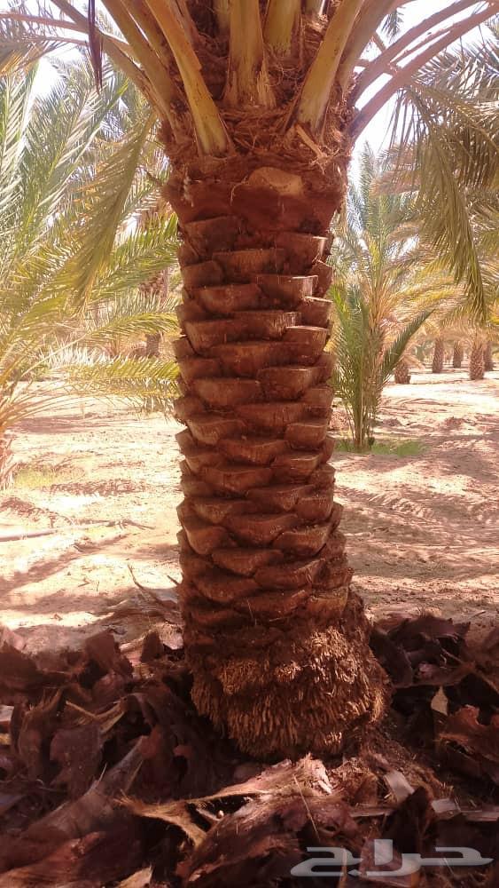 نعمل في نظافة وتكريب نخل بأنواعه ونظافة المزارع وتوريد نخل64504545181058114