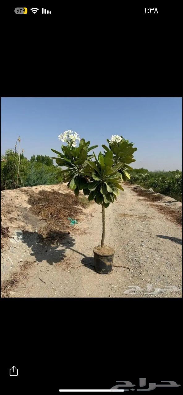 مزارع ومنسق حدائق64264522670977113