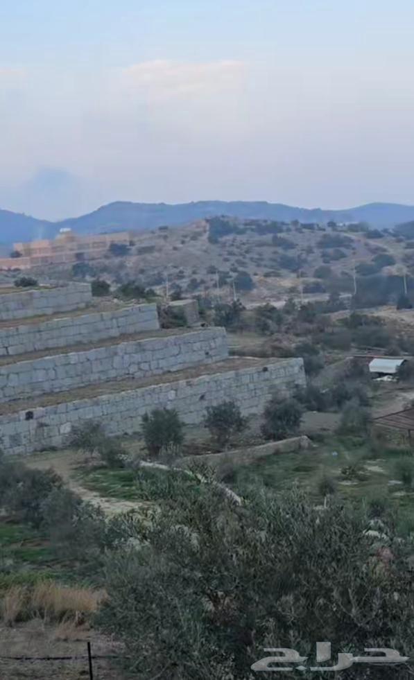 معلم حجر وتلبيس وتليوست وحجز كبر وسفير64264686830339111